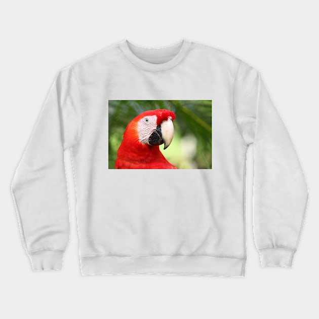 Scarlet  Macaw Crewneck Sweatshirt by Jim Cumming